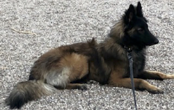 Service Dog Lost after 4th of July Fireworks
